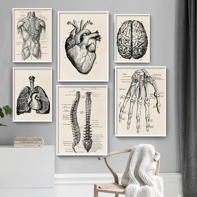 Medical Anatomy Artwork Canvas - Medical Lab Posters 评论和价格