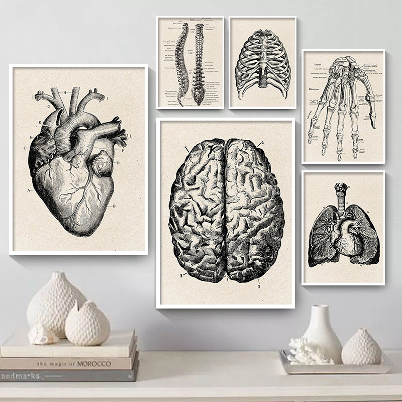 Medical Anatomy Artwork Canvas - Medical Lab Posters 评论和价格